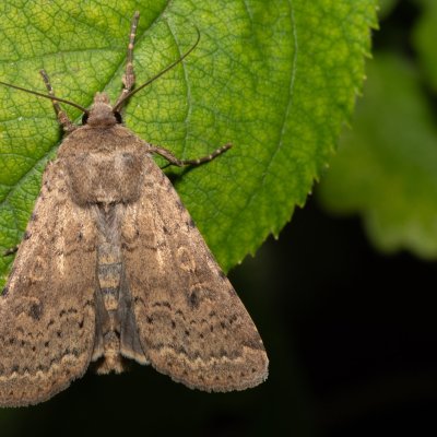 Rhyacia simulans (osenice jetelová), PR Svatý kopeček