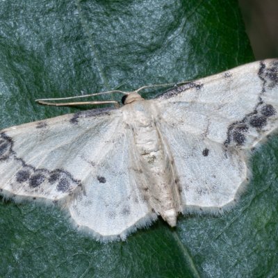 Idaea trigeminata (žlutokřídlec žloutkový), PR Kamenný vrch