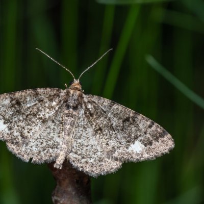 Parectropis similaria (různorožec lískový), Žebětín