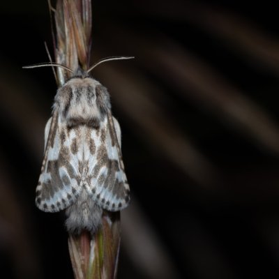Dyspessa ulula (drvopleň cibulový), NPP Stránská skála