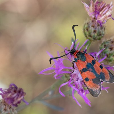 Zygaena laeta (vřetenuška pozdní), PR Kamenný vrch