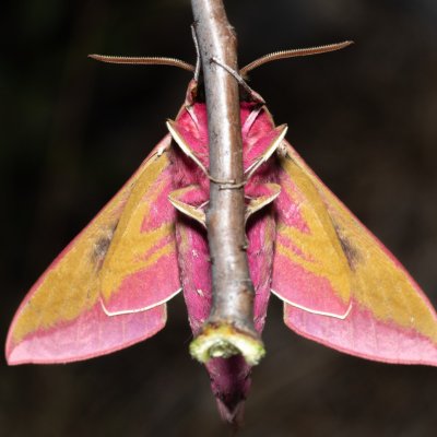 Deilephila elpenor (lišaj vrbkový), Hády