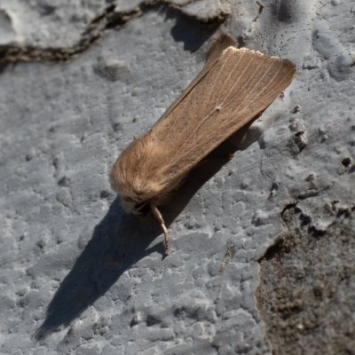 Mythimna sicula (plavokřídlec západní), HR, Jablanac