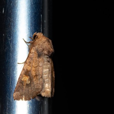 Amphipoea oculea (travařka polní), Kývalka