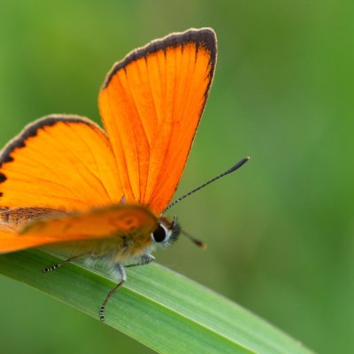 Lycaena virgaureae (ohniváček celíkový), SK, Štôla
