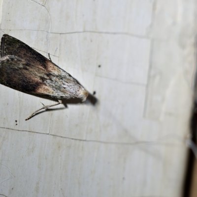 Aphomia sociella (zavíječ cizopasný), Lukovany