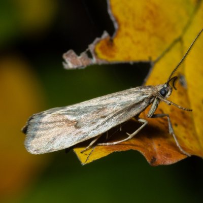 Diurnea lipsiella (šedivěnka podzimní), Helenčina studánka