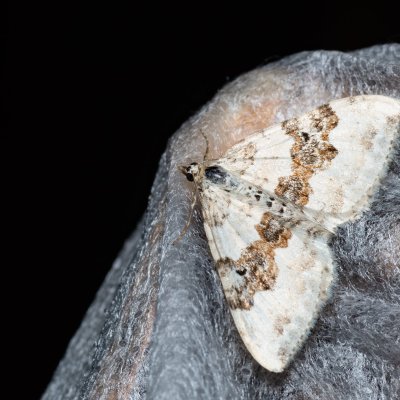 Xanthorhoe montanata (píďalka šťovíková), SK, Štôla