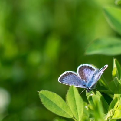 Plebejus argus (modrásek černolemý), Žebětín