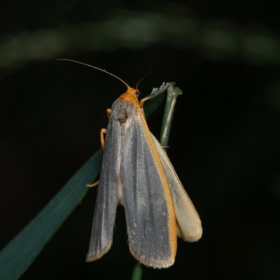 Eilema lurideola (lišejníkovec obecný), Žebětín