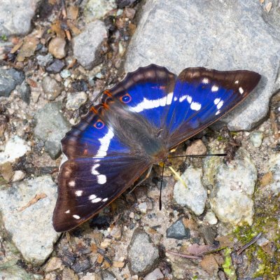 Apatura iris (batolec duhový), SK, Štôla
