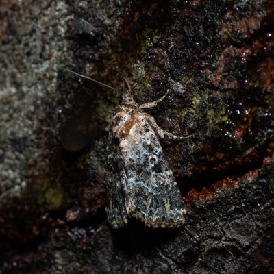 Callopistria latreillei (-), HR, Jablanac