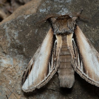 Pheosia tremula (hřbetozubec osikový), PP Kavky
