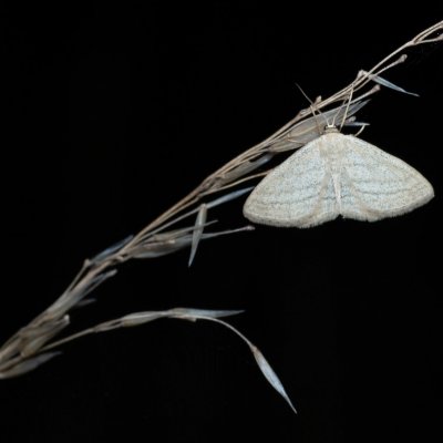 Scopula virgulata (vlnopásník pruhovaný), Žebětín
