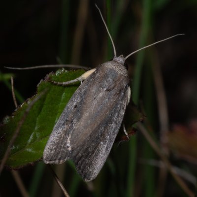 Athetis hospes (-), PP Na cvičišti