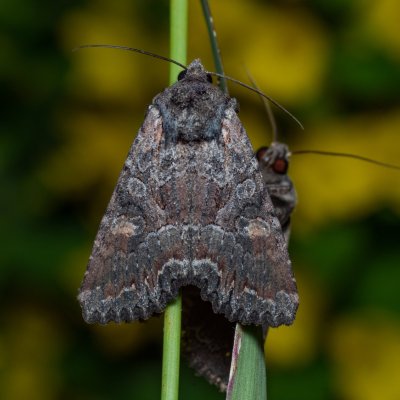 Lacanobia aliena (můra stepní), PP Černice