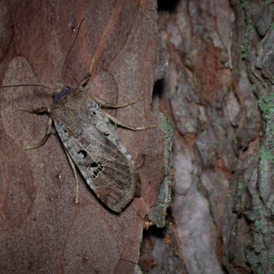 Conistra rubiginosa (zimovnice trnková), Žebětín