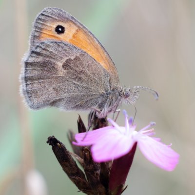 Coenonympha pamphilus (okáč poháňkový), PR Biskoupský kopec