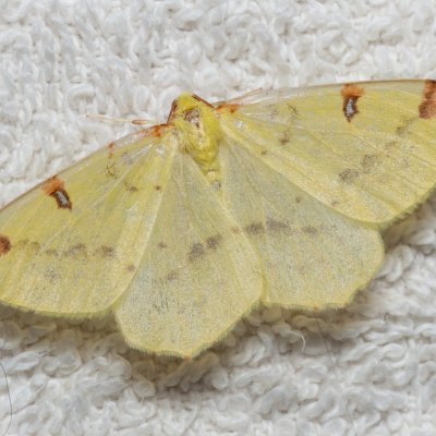 Opisthograptis luteolata (zejkovec hlohový), IT, Kuens, Jižní Tyrolsko