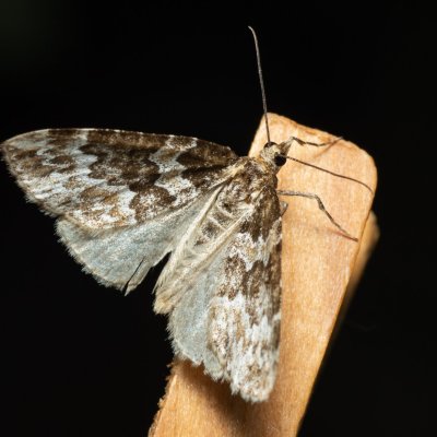 Electrophaes corylata (píďalka lísková), Augšperský potok