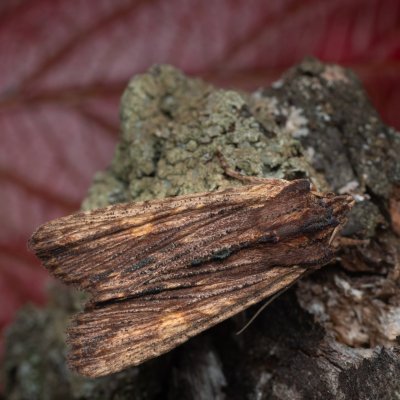 Lithophane semibrunnea (dřevobarvec hnědý), PP Kamenice u Hlohovce