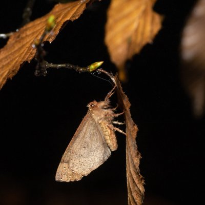 Colotois pennaria (zejkovec pozdní), Žebětín