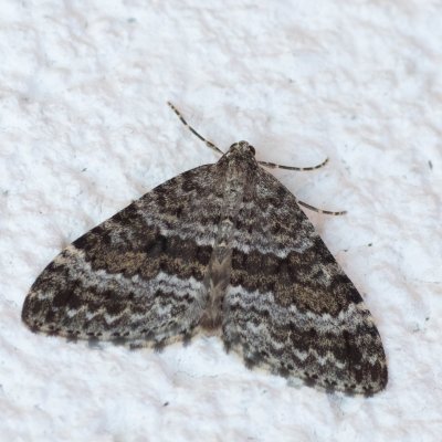 Entephria caesiata (píďalka horská), IT, Pfelders - Plan, Jižní Tyrolsko