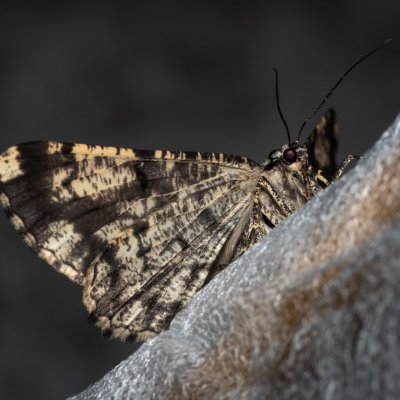 Peribatodes umbraria (různorožec nápadný), GR, Sokraki, Korfu