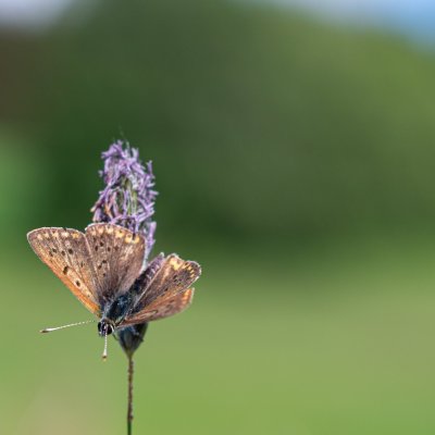 Lycaena tityrus (ohniváček černoskvrnný), Javorek