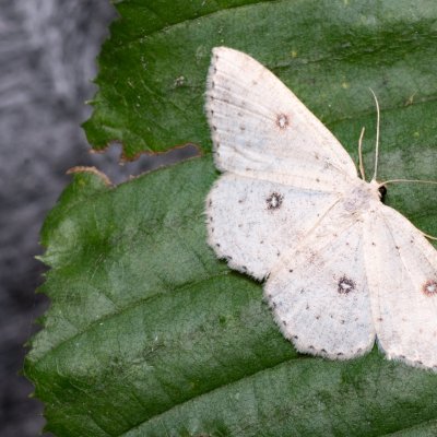 Cyclophora albipunctata (očkovec olšový), Augšperský potok