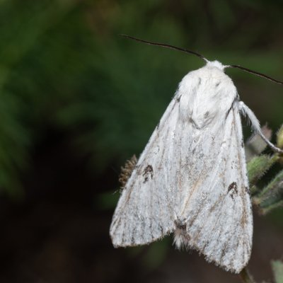Acronicta leporina (šípověnka vrbová), PR Svatý kopeček