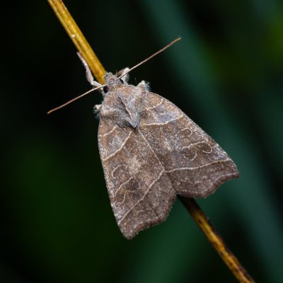 Ipimorpha retusa (blýskavka vrbová), PP Střelická bažinka