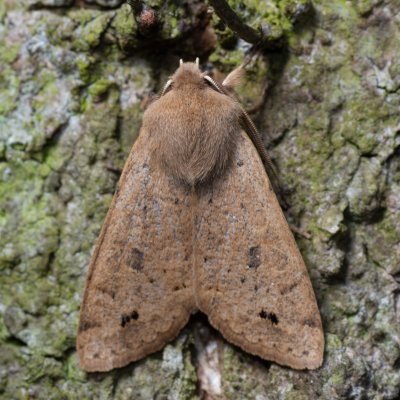 Perigrapha munda (jarnice černoskvrnná), Žebětín