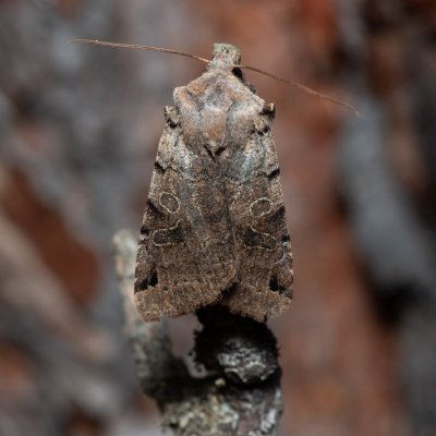 Agrochola litura (polnice vrbková), PR Kamenný vrch