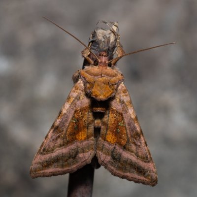 Autographa jota (kovolesklec hluchavkový), NPP Jeskyně Pekárna