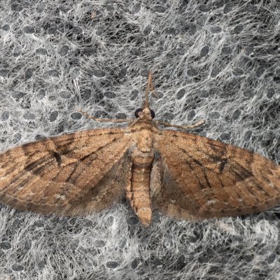 Eupithecia pusillata (píďalička čárkovaná), NPR Mohelenská hadcová step