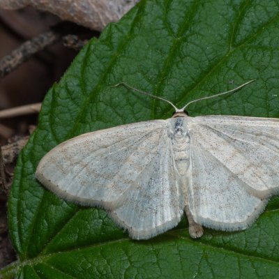 Scopula floslactata (vlnopásník vikvový), Devět křížů