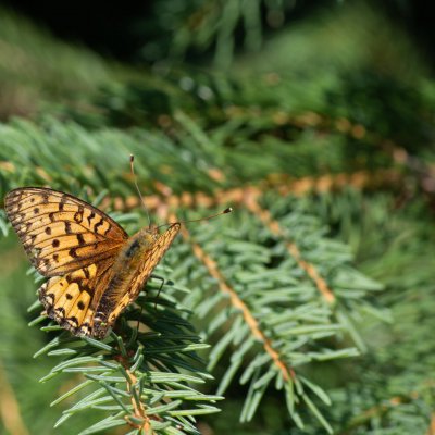 Argynnis aglaja (perleťovec velký), SK, Štôla