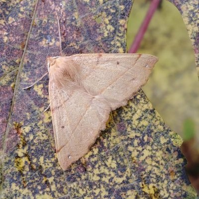 Colotois pennaria (zejkovec pozdní), Lelekovice