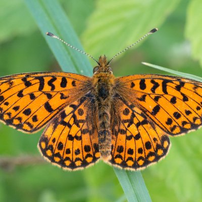 Boloria selene (perleťovec dvanáctitečný), Přírodní park Rakovecké údolí