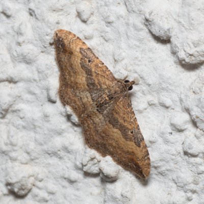 Nycterosea obstipata (píďalka tažná), HR, Jablanac