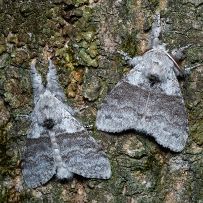 Calliteara pudibunda (štětconoš ořechový), Augšperský potok