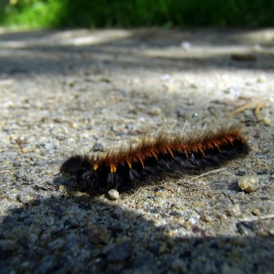 Macrothylacia rubi (bourovec ostružiníkový), Kramolín