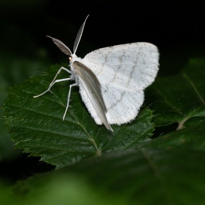 Cabera pusaria (světlokřídlec obecný), Augšperský potok