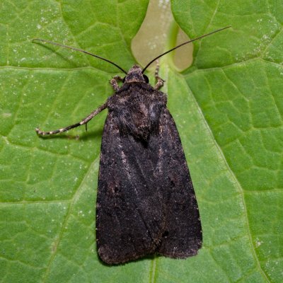 Euxoa nigricans (osenice černavá), PR Kamenný vrch