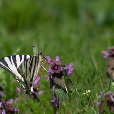 Iphiclides podalirius (otakárek ovocný), Vizovice