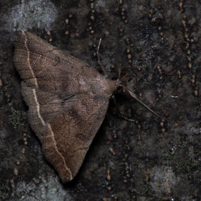 Polypogon plumigeralis (žlutavka hnědopásná), HR, Jablanac