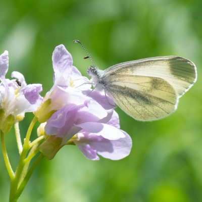 Leptidea juvernica/sinapis (bělásek luční/hrachorový), Babice nad Svitavou