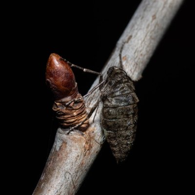 Agriopis leucophaearia (tmavoskvrnáč dubový), PR Kamenný vrch