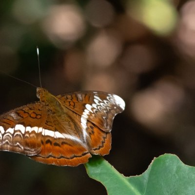 Lebadea martha (-), TH, Khao Sok